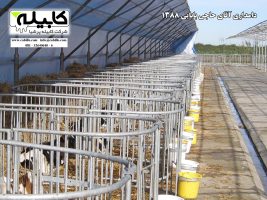 باکس گوساله