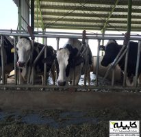 گردنگیر قفل دار یک حالته