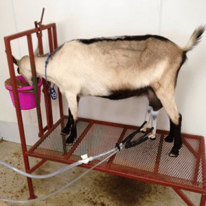 کاربرد فریم شیردوش اتوماتیک (جک‌ دار) بز