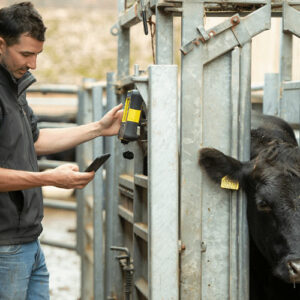 مزایای استفاده از گاو زن در مدیریت دام