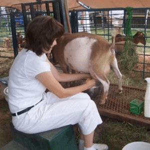 کاربرد فریم شیردوش دستی بز