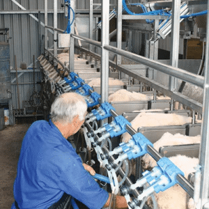 اجزای اصلی دستگاه سوئینگ اور (خط وسط) شیردوش گوسفند