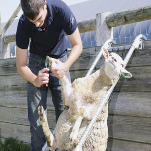 باکس سم چین گوسفند