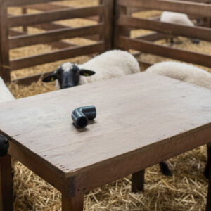 زانو شیردوش گوسفند