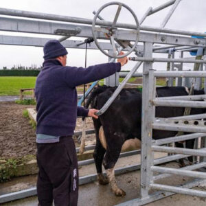 انواع گاو زن