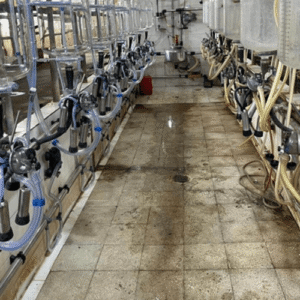 کاربرد دستگاه ثابت خطی شیردوش گوسفند