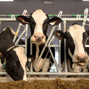 اهمیت استفاده از گردنگیر در دامداری