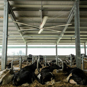 مزایای استفاده از فن هلیکوپتری گاو