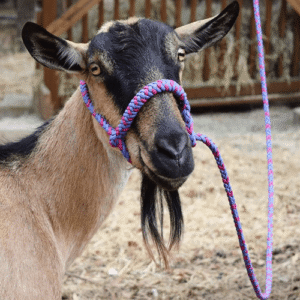 نقش گردنگیر در کنترل، شیردوشی و تغذیه دام