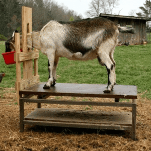 کاربرد فریم شیردوش بز