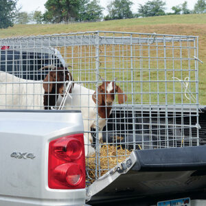 انواع باکس بزغاله