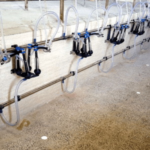 کاربرد دستگاه ثابت شیردوش گوسفند