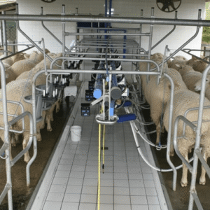 انواع دستگاه ثابت سوئینگ اور (خط وسط) شیردوش گوسفند