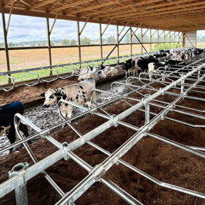 مزایای فری‌ استال گاو