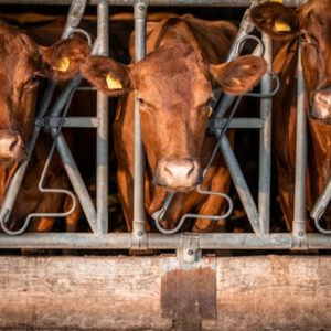 ویژگی‌های یک گردنگیر استاندارد