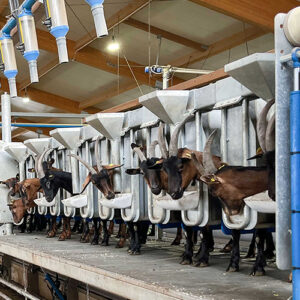 مزایای دستگاه ثابت شیردوش بز برای دامداران