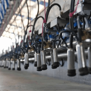 انواع دستگاه ثابت خطی شیردوش گوسفند