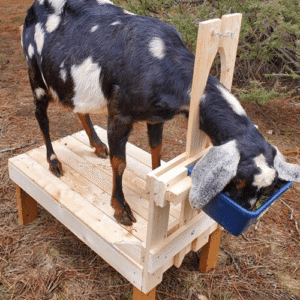 نکات مهم در خرید فریم شیردوش دستی بز