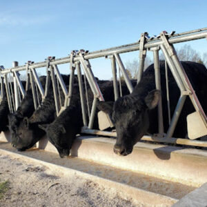 مقایسه گردنگیر با دیگر ابزارهای کنترل دام