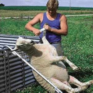 نگهداری و مراقبت از باکس سم‌ چین بز