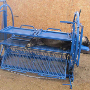 باکس سم چین گوسفند