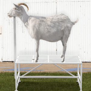 نگهداری و مراقبت از فریم شیردوش بز