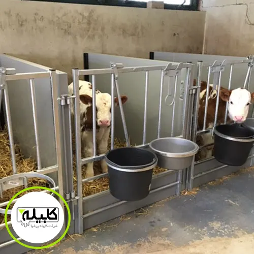 باکس گوساله