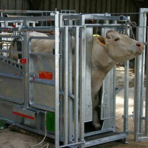 روش استفاده صحیح از گردنگیر گاو