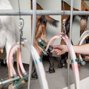 چالشهای استفاده از شیردوش بز