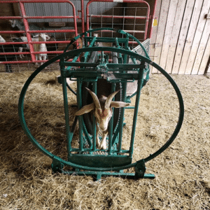 انواع باکس سم‌ چین بز