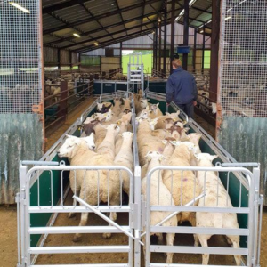 درب ساده گوسفند