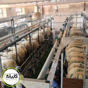 نکات مهم در انتخاب فریم شیردوش گوسفند