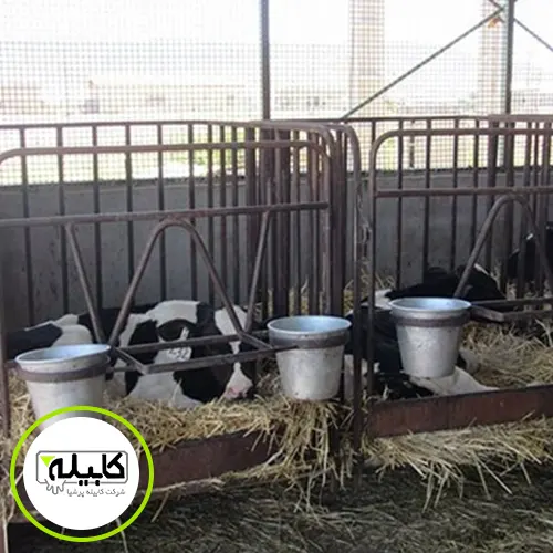 باکس گوساله