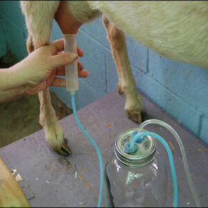 شستشو، نگهداری و نصب صحیح لاینر شیردوش بز