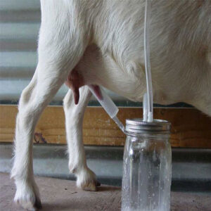 ارتباط مستقیم لاینر با سلامت گله و کیفیت شیر