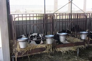 باکس گوساله دانی با کفی فلزی